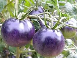 Blue Tomato Vegetable Seeds for Garden Planting