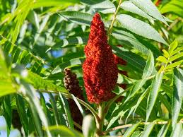 Staghorn Sumac Seeds for Planting