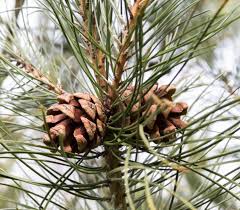 Brown Resinosa Tree Seeds for Planting