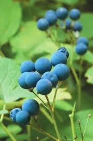 Black Caulophyllum Seeds for Planting