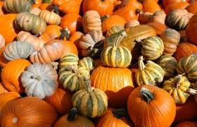 Mixed Pumpkin Planting Seeds for a Bountiful Harvest