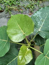 Green BO Tree Seeds for Planting  Grow Majestic Perennial Trees