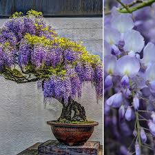 Purple Wisteria Bonsai Seeds for Planting  Elegant Perennial Blooms