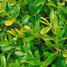 Wintergreen Japanese Boxwood Hedge Seeds (Buxus microphylla)