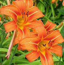 Hemerocallis Orange Seeds  Easy Planting for Stunning Blooms
