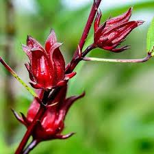 Roselle Flower seeds for Planting - Low Maintenance, Heirloom & GMO Free Seeds for Home Garden