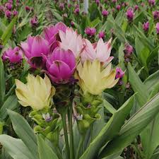 Curcuma Mix Flower Planting Seeds - Vibrant Tropical Blooms for Your Garden