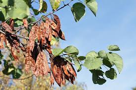 Brown Judas Tree Planting Seeds