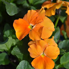 Orange Viola Sorbet Flower seeds for Planting - Fragrant Blossoms, Heirloom & GMO Free Seeds for Home Garden