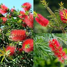 Red Bottlebrush Tree Seeds for Planting  Add Vibrant Color to Your Garden