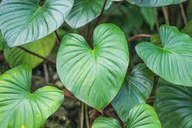 Green Homalomena Flower seeds for Planting - Garden Favorite, Heirloom & GMO Free Seeds for Home Garden