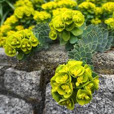 Green Euphorbia Myrsinites Flower seeds for Planting - Cut Flower Favorite, Heirloom & GMO Free Seeds for Home Garden