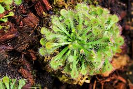 Green Sundew Flower seeds for Planting - Compact Growth, Heirloom & GMO Free Seeds for Home Garden