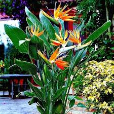 Orange Reginae Flower Seeds for Planting - Bright Perennial Blooms