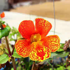 Red Monkey Flower Seeds for Planting and Gardening