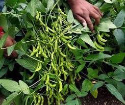 Black Soybean Planting Seeds  Organic Vegetable Seeds