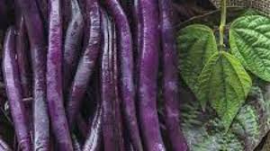 Purple Bean Vegetable Seeds for Planting