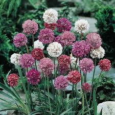 Mixed Joystick Flower seeds for Planting - Low Maintenance, Heirloom & GMO Free Seeds for Home Garden