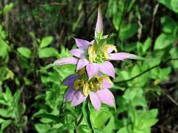 Purple Monarda Punctata Flower seeds for Planting - Seasonal Bloomer, Heirloom & GMO Free Seeds for Home Garden