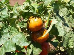 Orange Turkish Vegetable Seeds for Planting