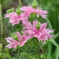 Pink Nigella Damascena Seeds for Planting - Annual Flower Seeds for Spring Gardening