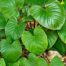 Green Homalomena Flower seeds for Planting - Garden Favorite, Heirloom & GMO Free Seeds for Home Garden