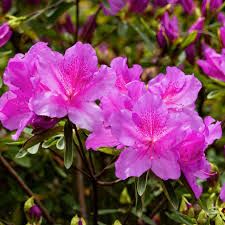 Pink Azalea Perennial Flower seeds for Planting - Seasonal Bloomer, Heirloom & GMO Free Seeds for Home Garden