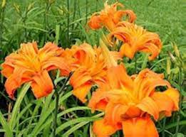 Hemerocallis Orange Seeds  Easy Planting for Stunning Blooms