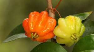 Pitanga Fruit Seeds for Planting  Grow Your Own Tropical Harvest