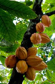Trinitario Tree Seeds for Planting | Grow Your Own Trinitario Trees