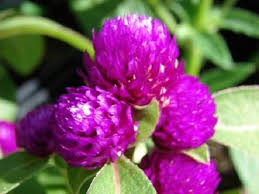 Gnome Series Gomphrena Seeds for Planting