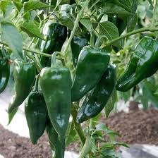 Green Poblano Vegetable Seeds for Planting
