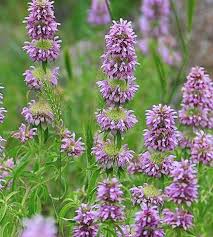 Violet Citriodora Flower Seeds  Easy Planting
