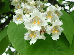 White Catalpa Tree Seeds for Planting  Seed Collection