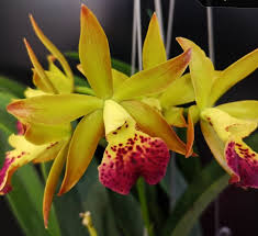 Yellow Cattleya Hybrida Flower seeds for Planting - Shade Tolerant, Heirloom & GMO Free Seeds for Home Garden
