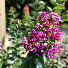 Crape Myrtle Purple Seeds Perennial Tree