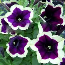 Dark Purple Magenta Petunia Seeds for Planting - Vibrant Annual Flower Seeds for Colorful Gardens
