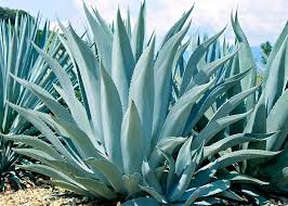 Silver Agave Flower seeds for Planting - Hardy Variety, Heirloom & GMO Free Seeds for Home Garden