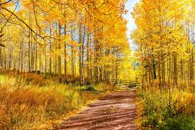 Yellow Quaking Aspen Tree Planting - Seeds for Vibrant Growth and Beautiful Landscapes