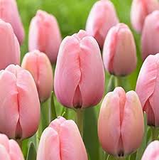Baby Pink Tulip Flower seeds for Planting - Hardy Variety, Heirloom & GMO Free Seeds for Home Garden