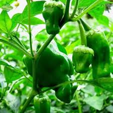 Green Padron Vegetable Seeds for Planting