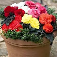 Begonia Mixed Seeds for Planting  Colorful Annual Flowers