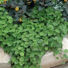 Emerald Falls Dichondra House Flower seeds for Planting - Fragrant Blossoms, Heirloom & GMO Free Seeds for Home Garden