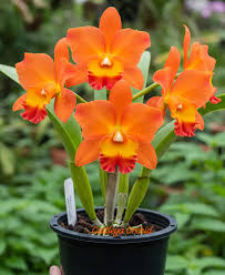 Orange Cattleya Orchid Seeds for Planting  Stunning Garden Flowers