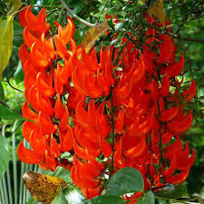 Red Strongylodon Flower Seeds Planting  Seeds for Thriving and Vibrant Garden Displays