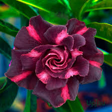 Maroon Adenium Flower seeds for Planting - Garden Favorite, Heirloom & GMO Free Seeds for Home Garden
