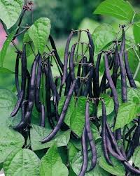 Purple Bush Bean Seeds for Vegetable Planting