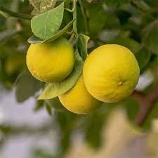 Rainbow Lemon Seeds, Lemon Tree Seeds, Bonsai Fruit, Home Garden, Bonsai Flower Seeds