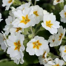 White Primrose Flower Seeds for Planting