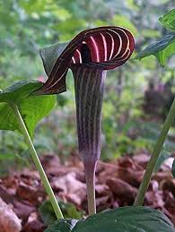 Arisarum Vulgare Seeds for Planting